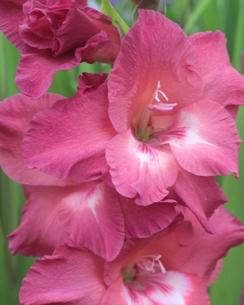 Gladiolus Indian Summer2